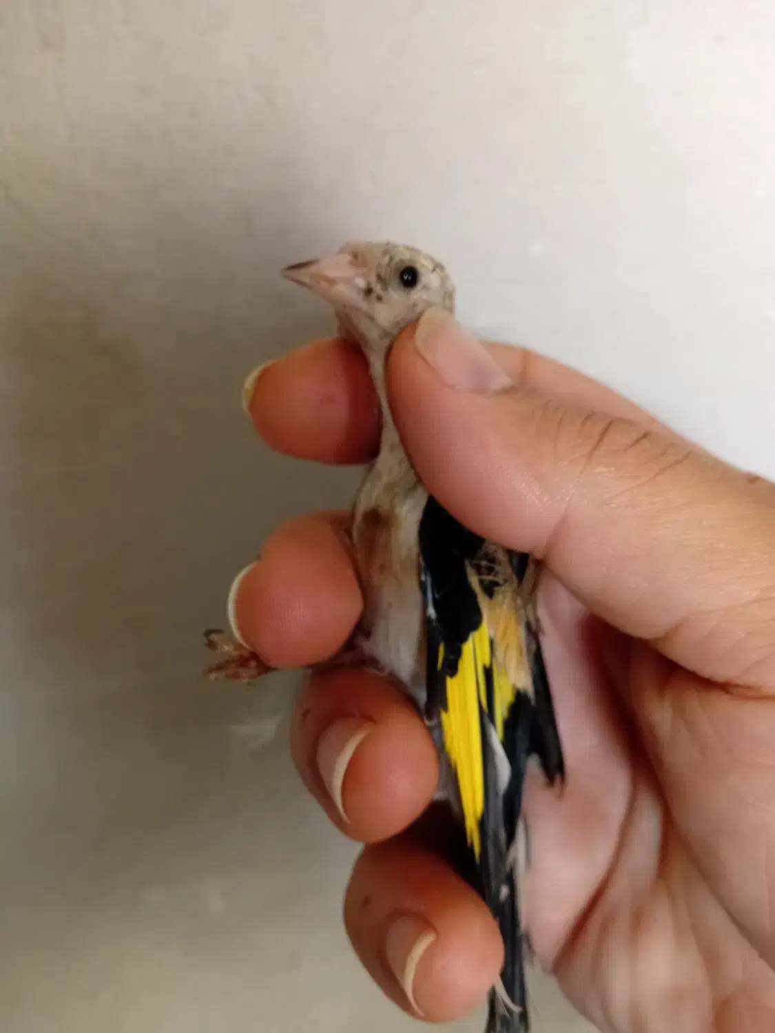 جوجه سهره نر و ماده|پرنده|قرچک, مهدیه|دیوار