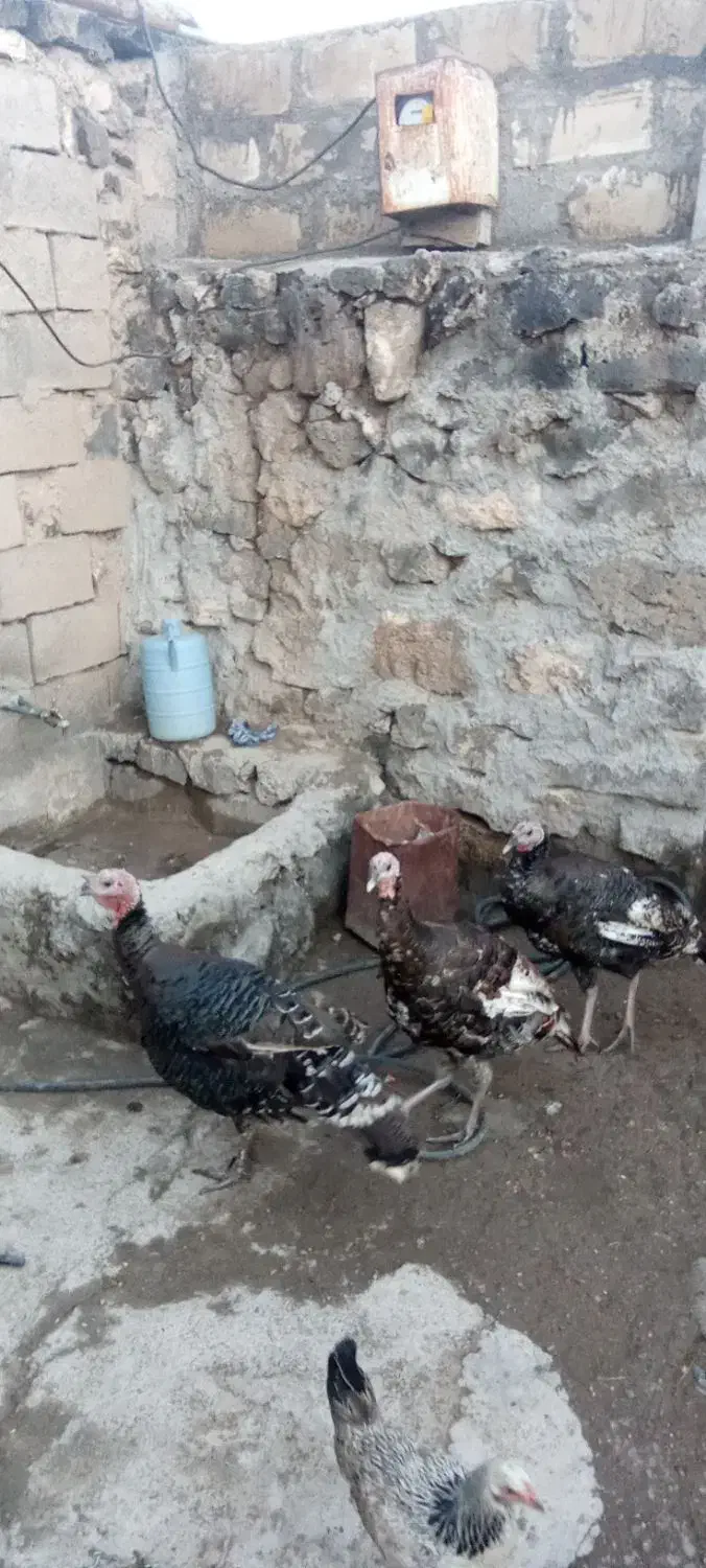 بوقلمون فروشی برای اهالی ماکو|حیوانات مزرعه|پلدشت, |دیوار