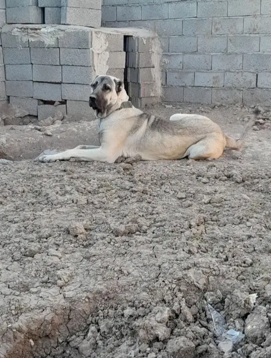 سگ سرابی(گ م ش د ه)|حیوانات|تیکمه داش, |دیوار