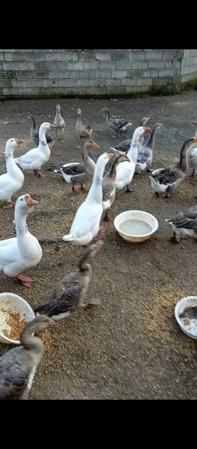 قوغاز|حیوانات مزرعه|لوندویل, |دیوار