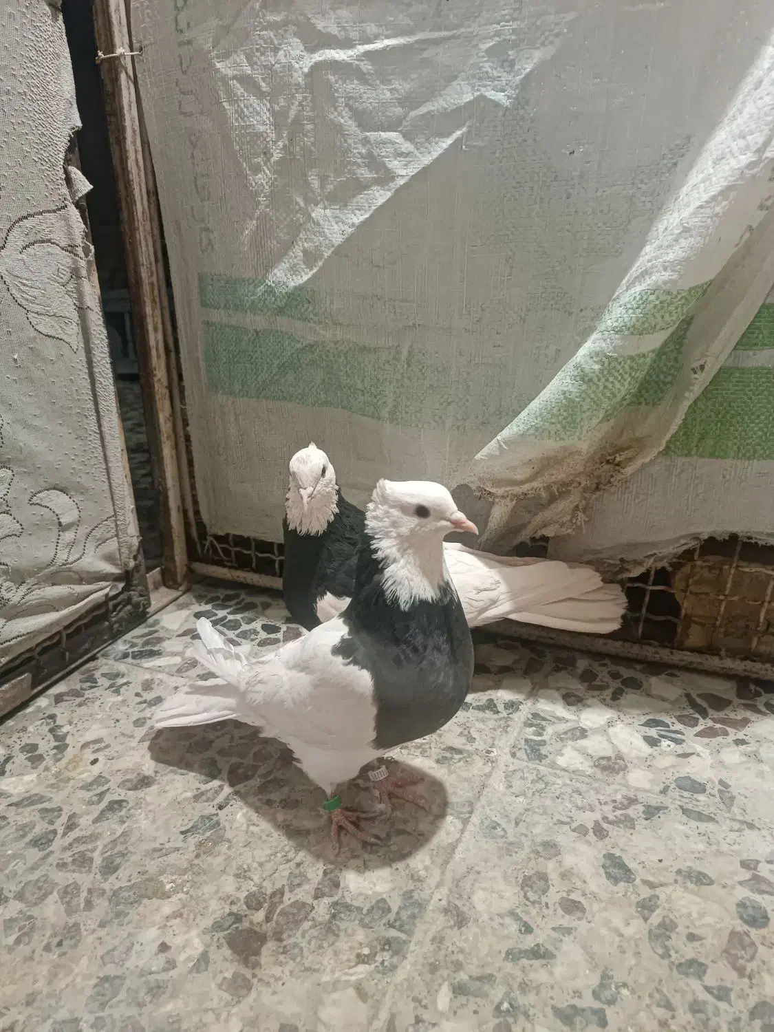 کفتر کوارتبعدی|پرنده|کوار, |دیوار