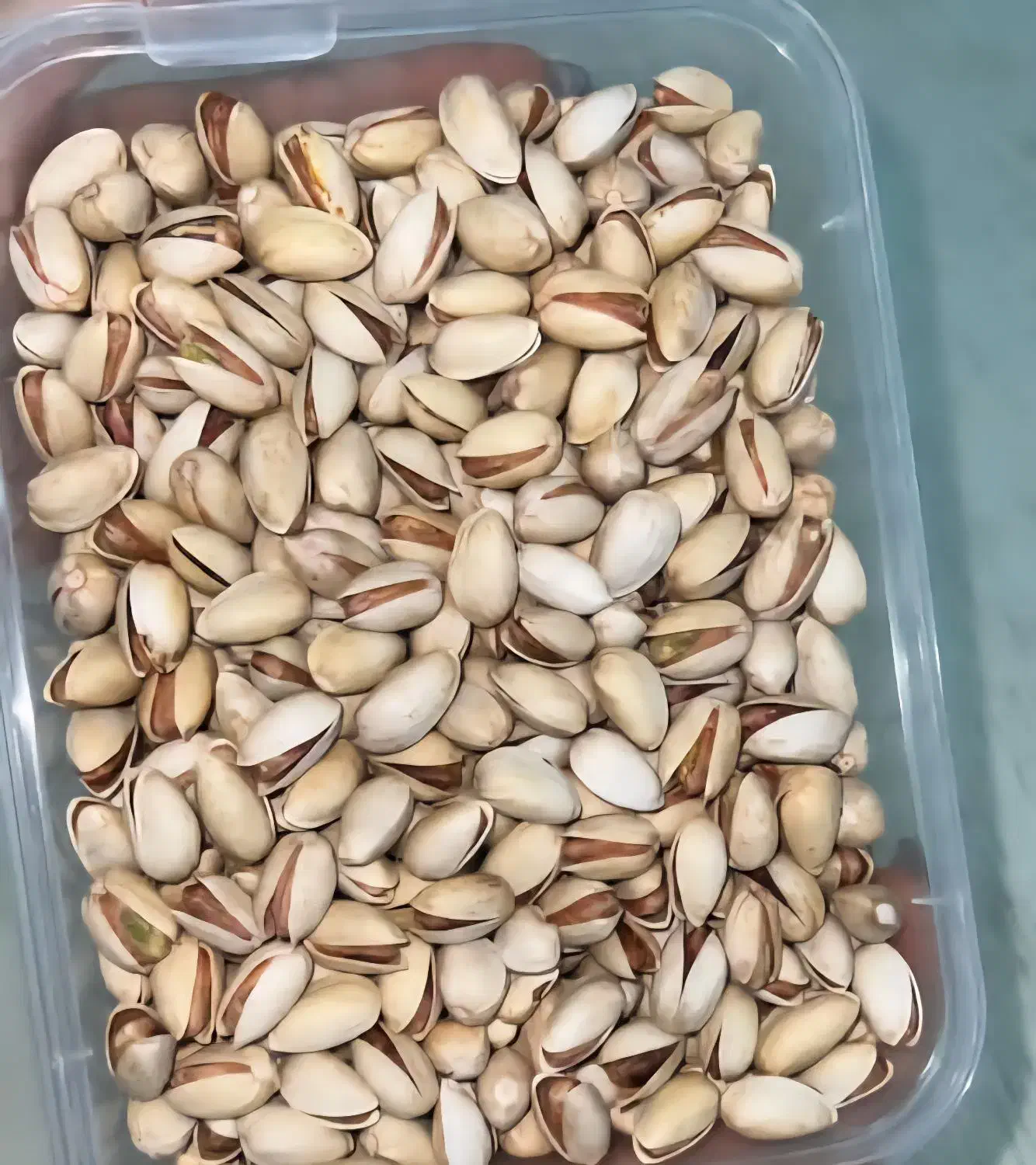 فروش پسته در انواع مختلف|خدمات باغبانی و درختکاری|مه ولات, |دیوار