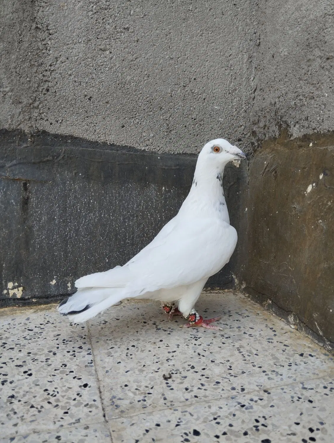 سار|پرنده|مشهد, كنويست|دیوار