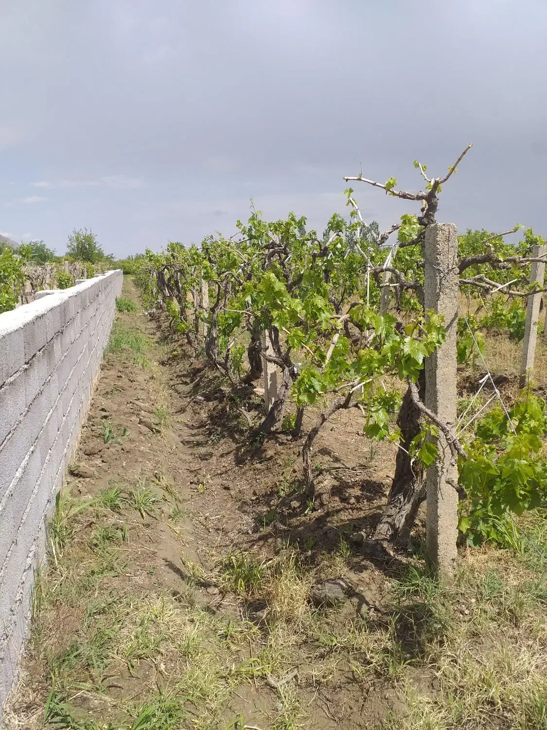 باغ انگور|فروش زمین و ملک کلنگی|نوشین شهر, |دیوار