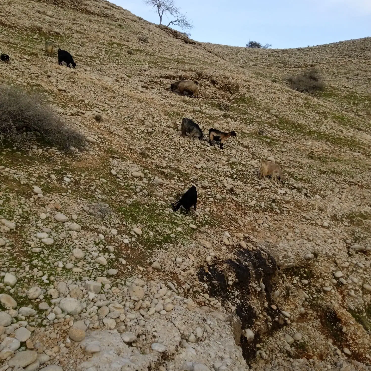 بز جوان|حیوانات مزرعه|دهدشت, |دیوار