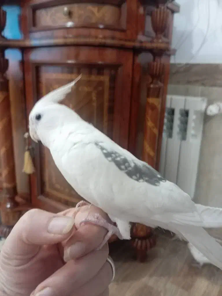 عروس هلندی گم شده|حیوانات|بوکان, |دیوار