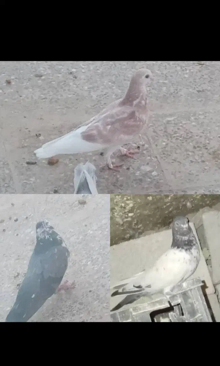 کبوتر|پرنده|چمران, |دیوار
