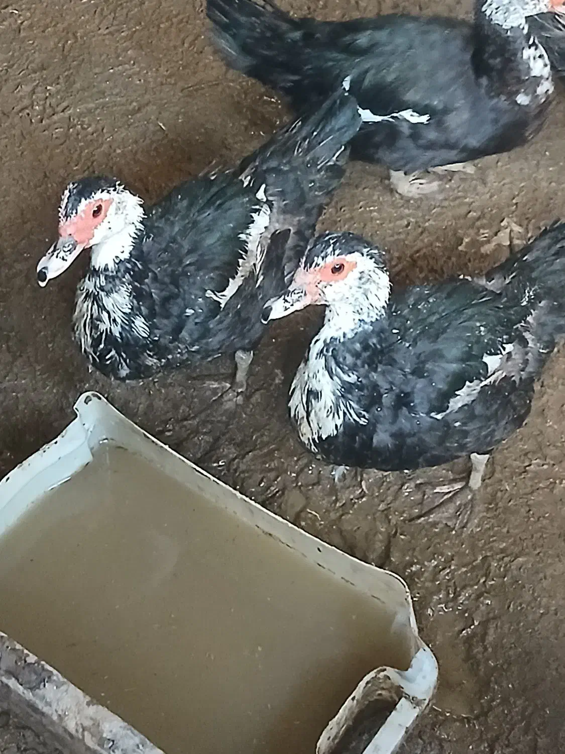 اردک خارجی|حیوانات مزرعه|نیمروز, |دیوار