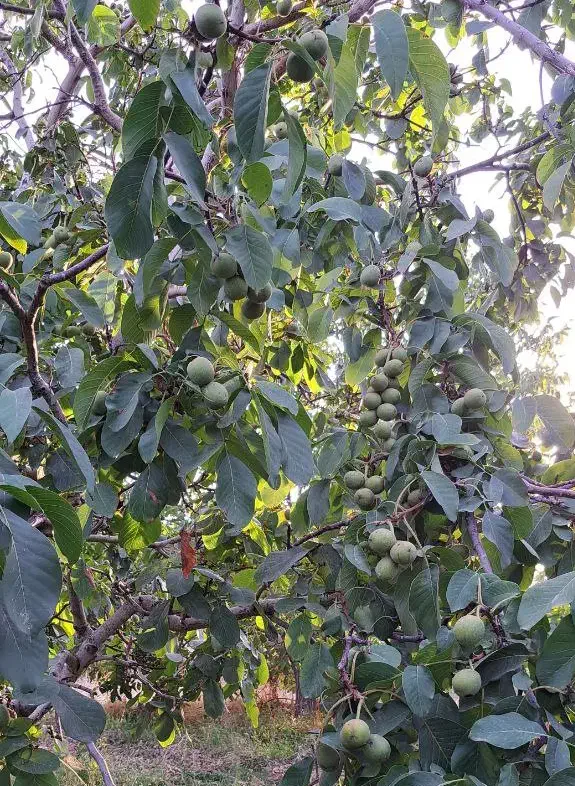 نهالستان گردو و بادام دیرگل و پربار پالیز|خدمات باغبانی و درختکاری|سلطانیه, |دیوار