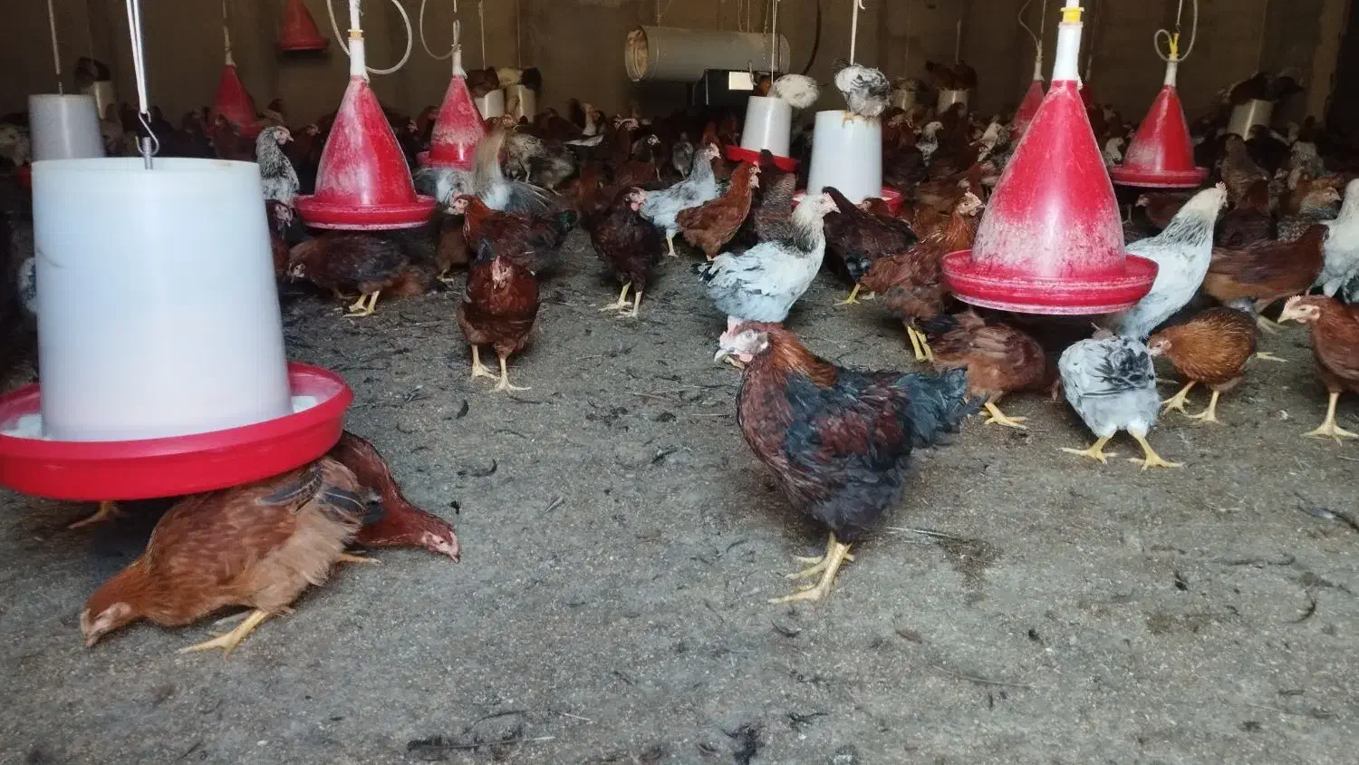 فروش نیمچه خروس|حیوانات مزرعه|مشگین شهر, |دیوار