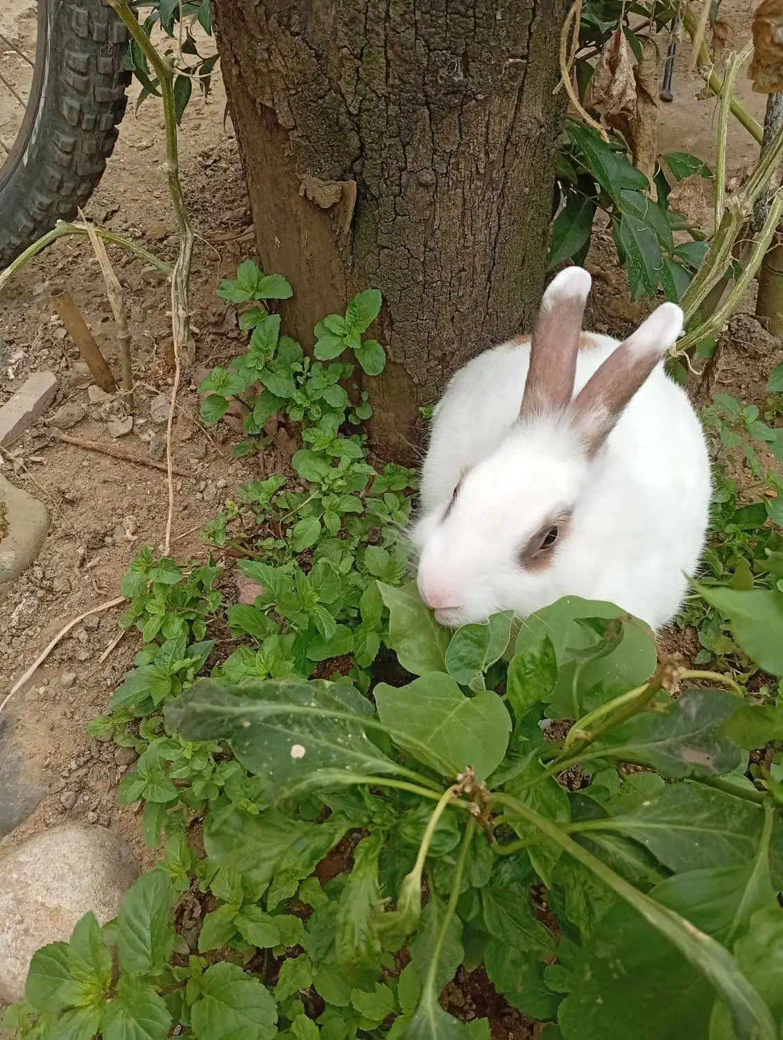 خرگوش نر|موش و خرگوش|کومله, |دیوار