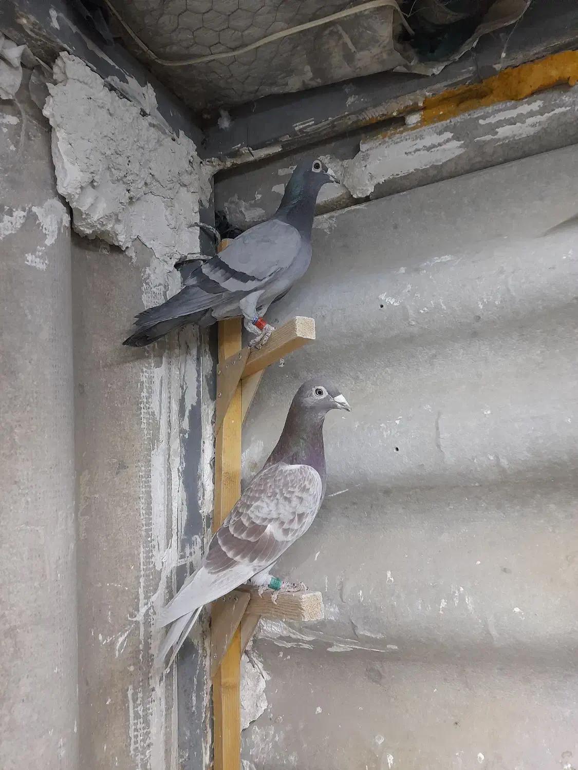 کفترآلمانی کفترپلاکی کفترمسافتی|پرنده|تهران, مسعودیه|دیوار