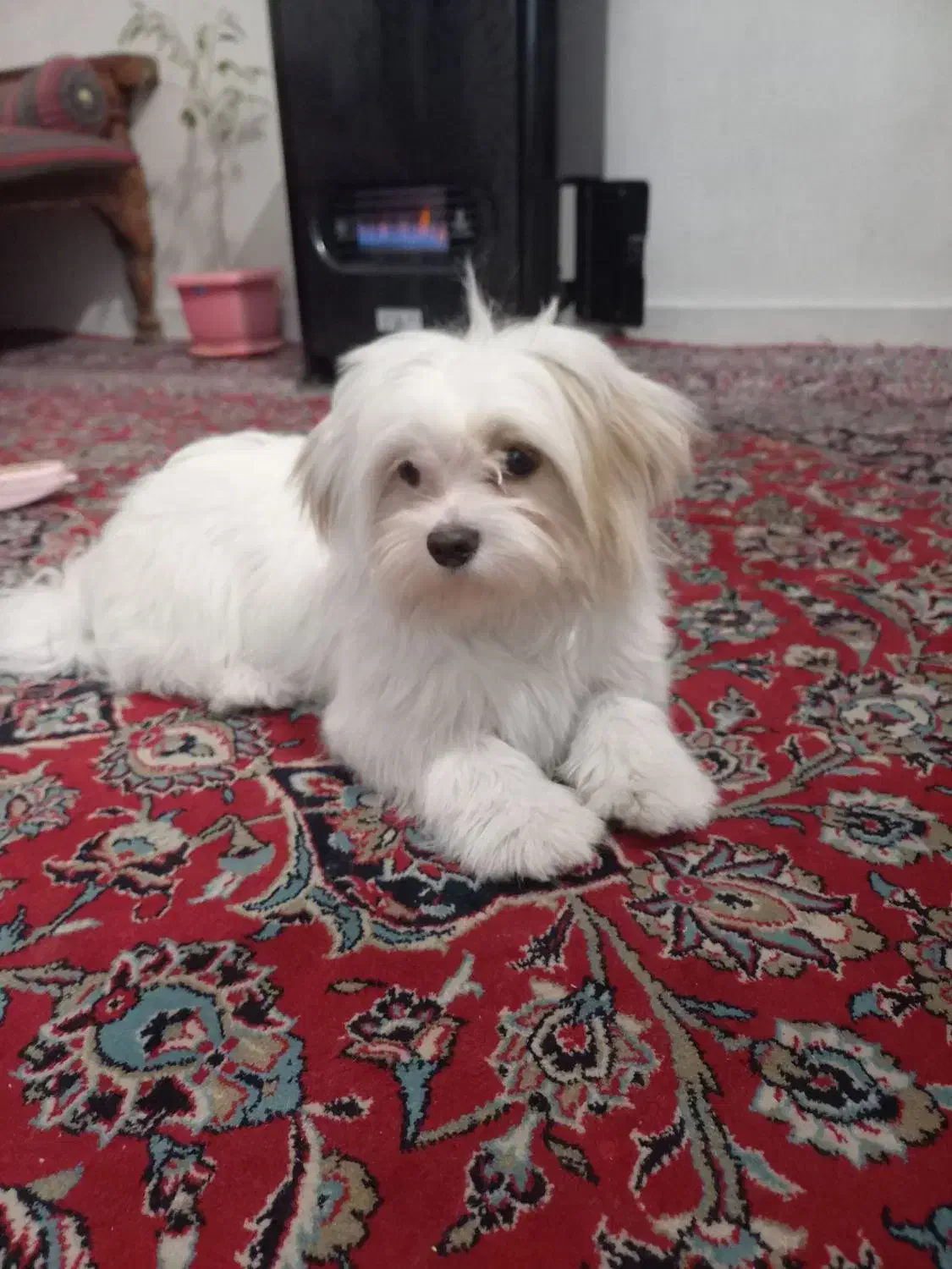 سگ گمشده|حیوانات|یزد, |دیوار