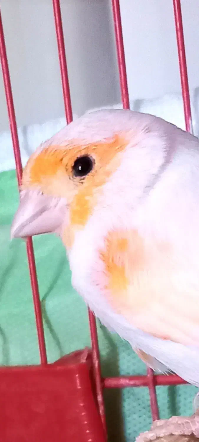 قناری نر|پرنده|سیرجان, |دیوار