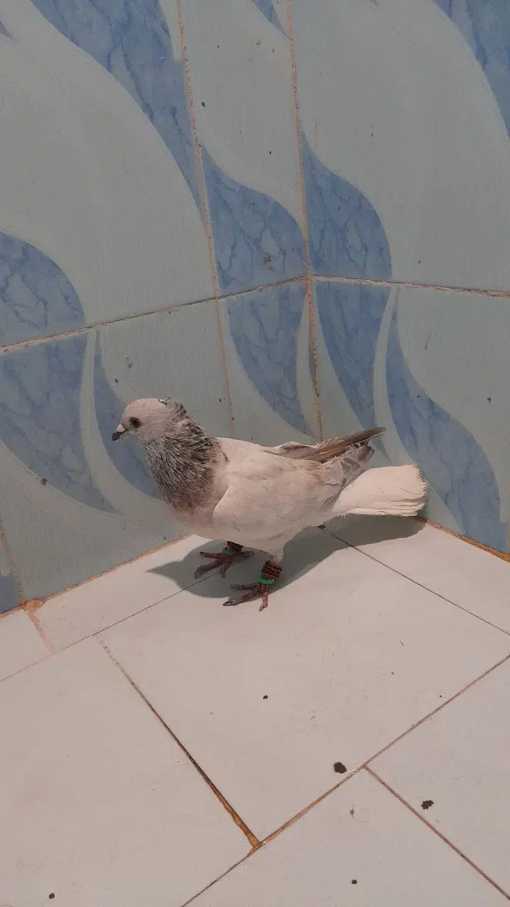 کبوتر|پرنده|میرجاوه, |دیوار