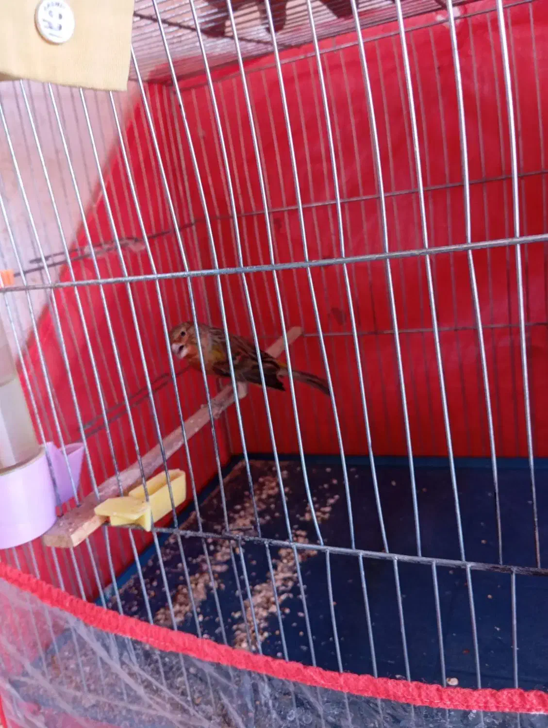 قناری|پرنده|ماهان, |دیوار