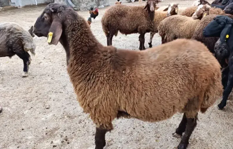 گوسفند بره ، کشتاری و گوشتی|حیوانات مزرعه|نکا, |دیوار