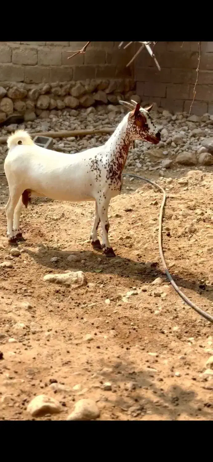 گل قشنگ|حیوانات مزرعه|میاندوآب, |دیوار