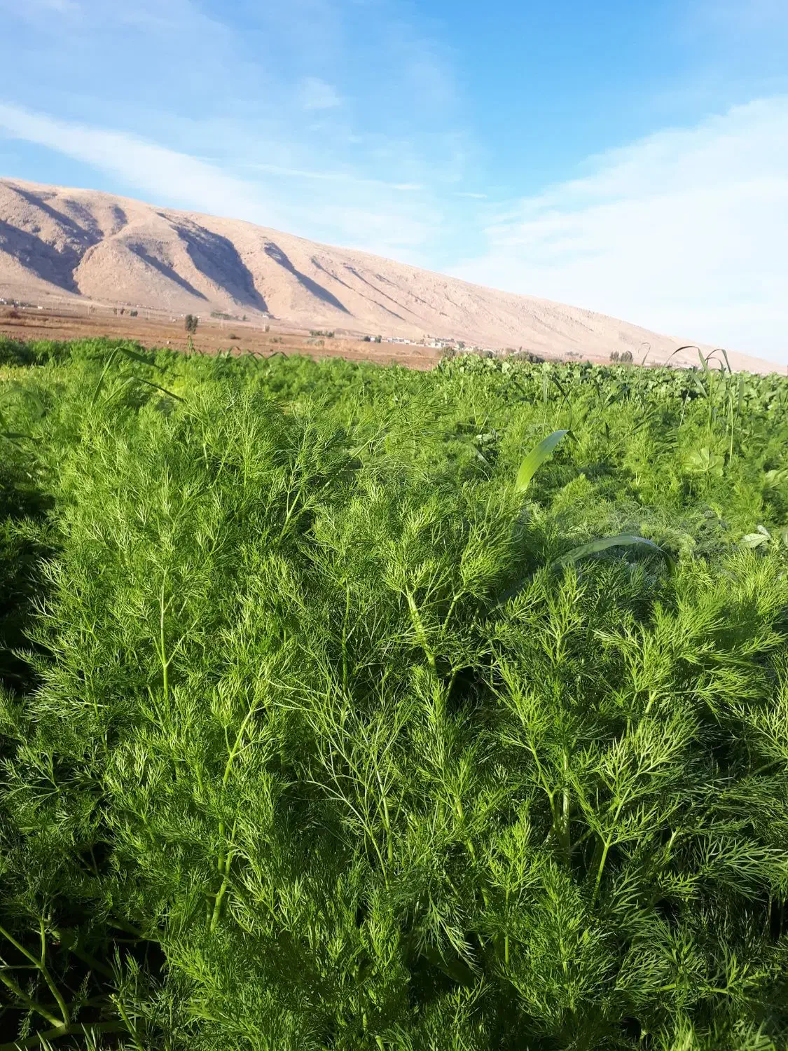 سبزی خورشتی|خوردنی و آشامیدنی|سرپل ذهاب, |دیوار