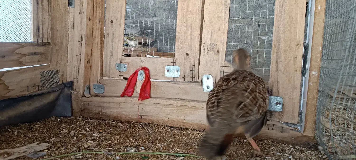 کپ پاکستانی|پرنده|سراوان, |دیوار