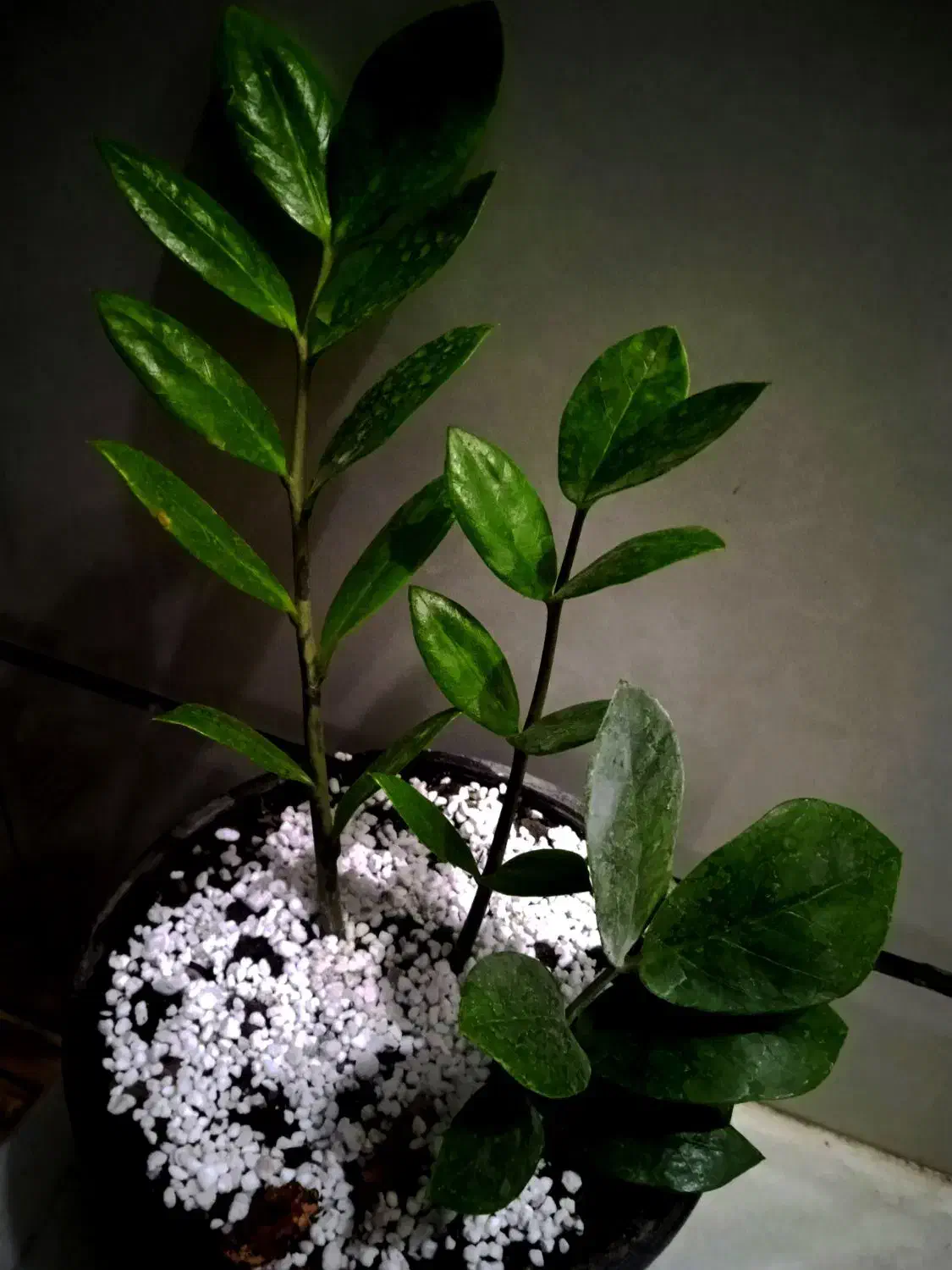 گل فیلندر برگ بزرگ|گل و گیاه طبیعی|بروجرد, |دیوار