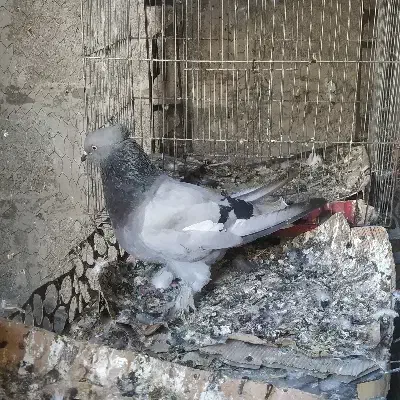 کبوتر طوق الماسی،سینه ای،سبز دم سفید|پرنده|دوگنبدان, |دیوار