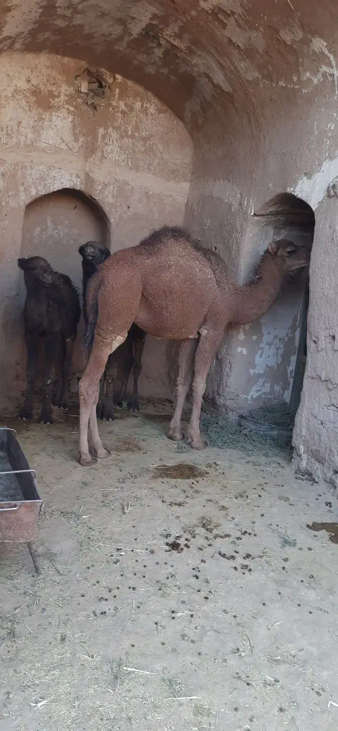 حق بلبون|حیوانات مزرعه|جلگه ماژان, |دیوار