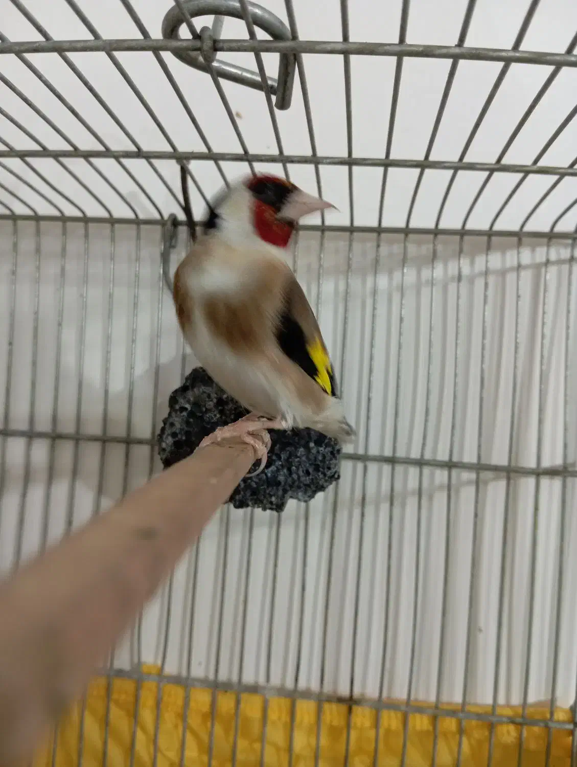 سهره نر 2ساله قغس|پرنده|سردشت, |دیوار