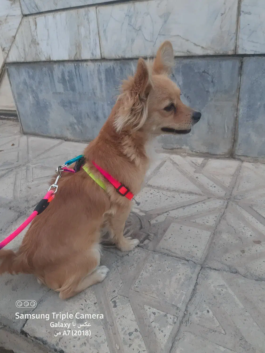 واگذاری سگ اشپیتز ماده دو ساله|سگ|آبیک, |دیوار