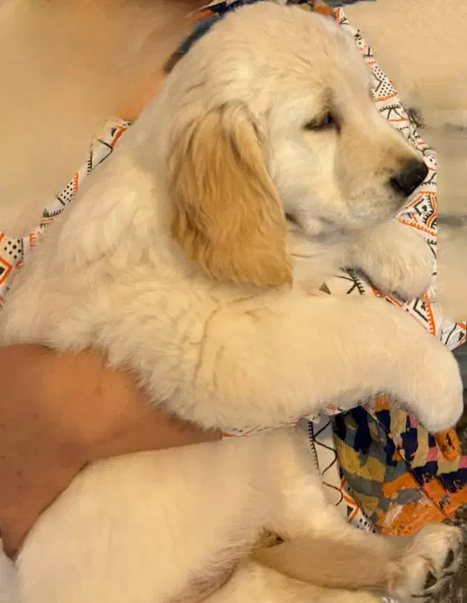 واگذاری توله گلدن|سگ|چهارباغ, |دیوار