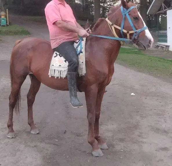 اسب کورند سال ۷|اسب و تجهیزات اسب‌سواری|لنگرود, |دیوار