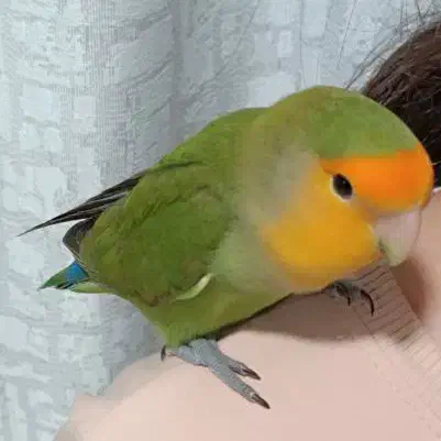 طوطی برزیلی کوتوله|پرنده|شهرکرد, |دیوار