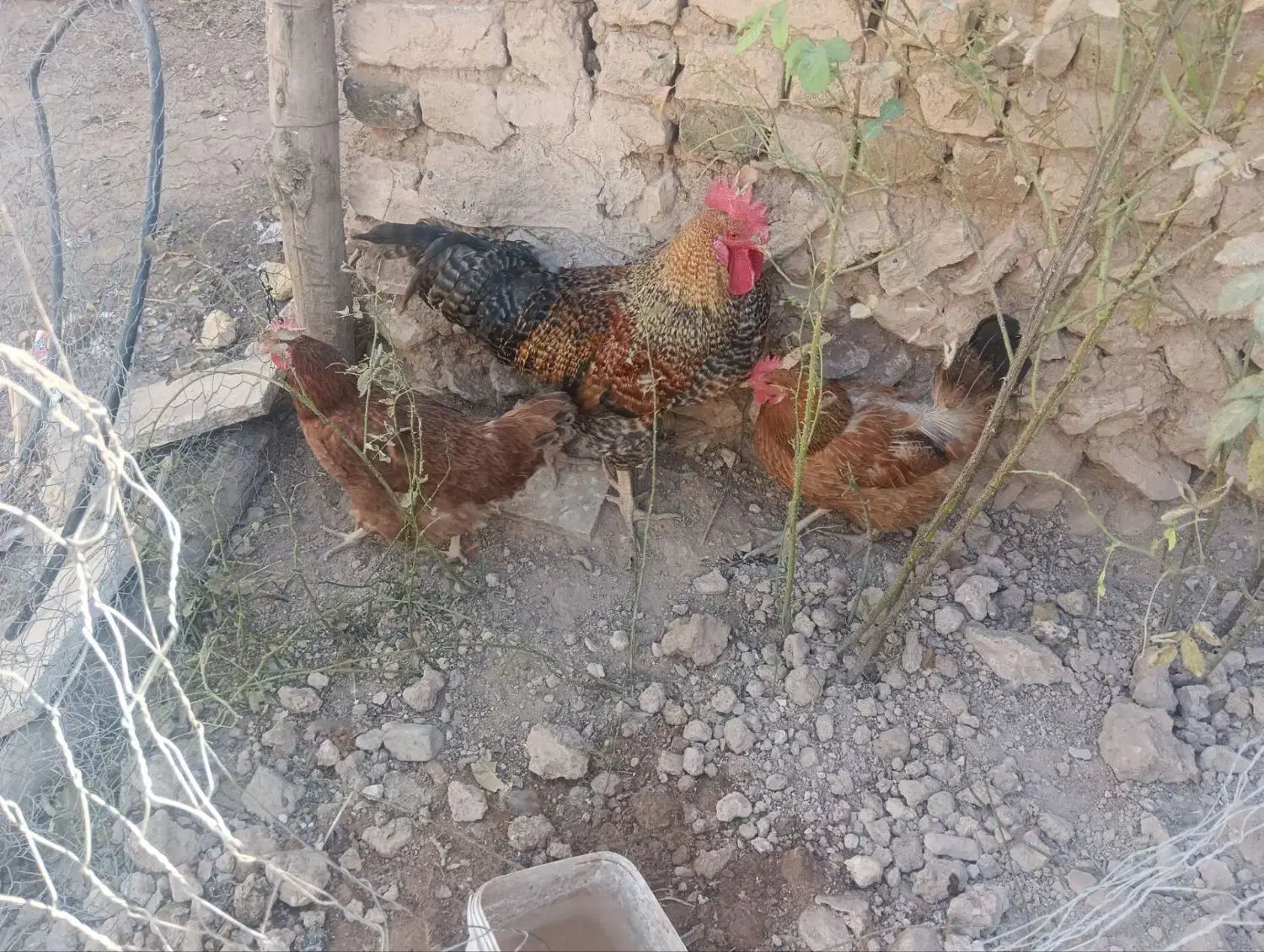 فروش یک خروس خلودری و دو مرغ تخمگذار|حیوانات مزرعه|قیدار, |دیوار