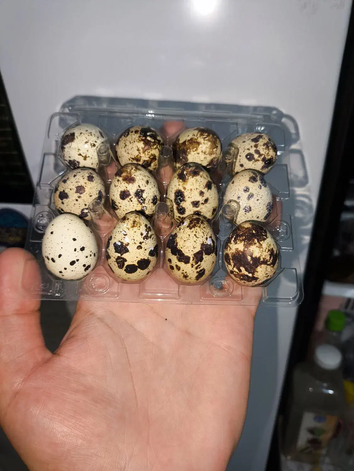 فروش تخم بلدرچین تازه از تولید به مصرف|خوردنی و آشامیدنی|پاکدشت, پاکدشت (مامازند)|دیوار