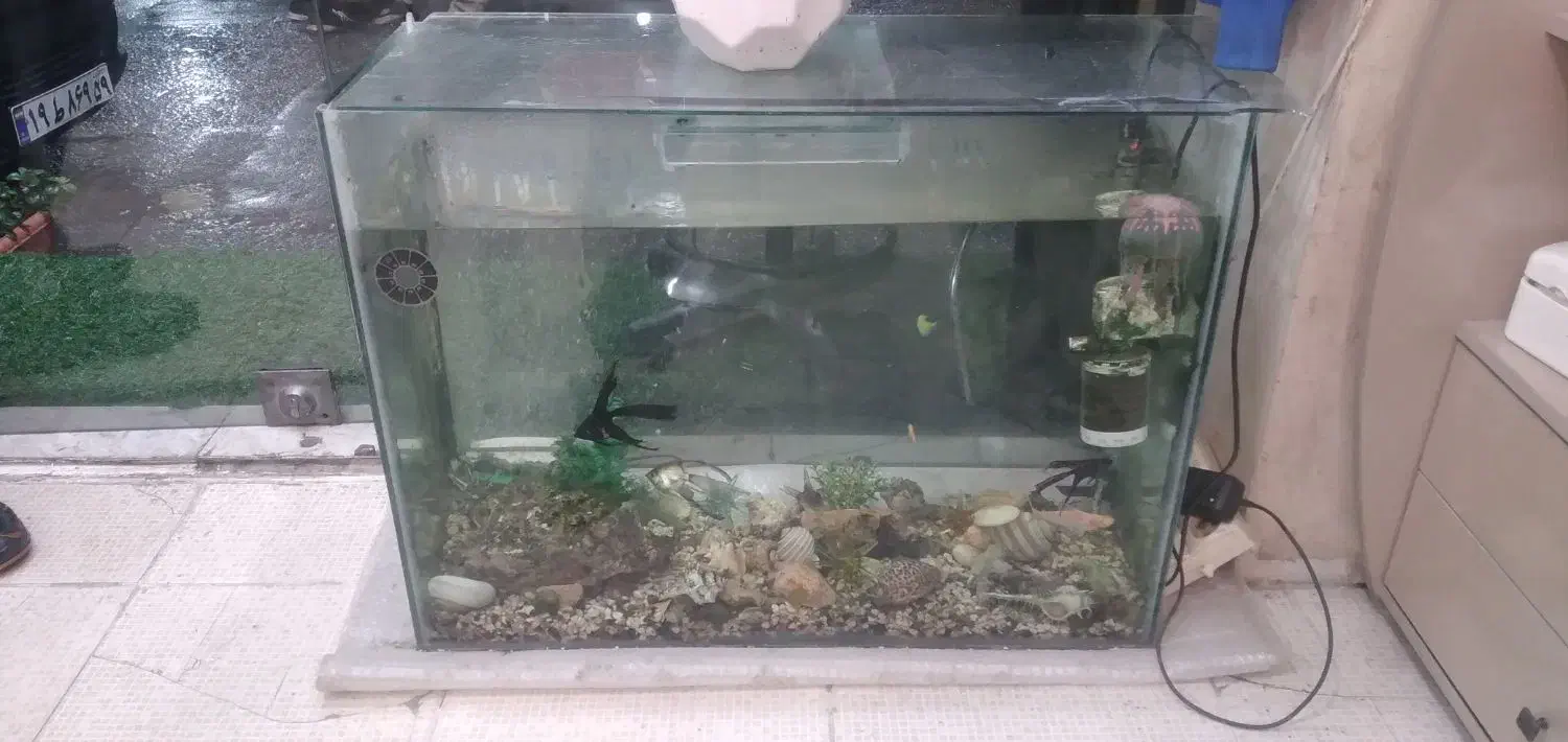 اکواریوم بزرگ با کلی وسیله و ماهی|ماهی|گرگان, |دیوار