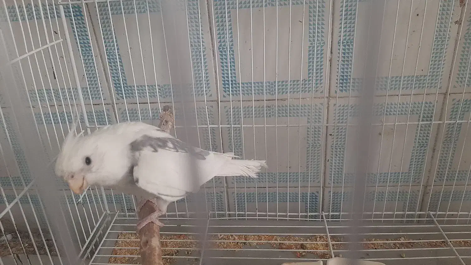 عروس هلندی نر دوکت معاوضه با بوقلمون ماده|پرنده|زابل, |دیوار