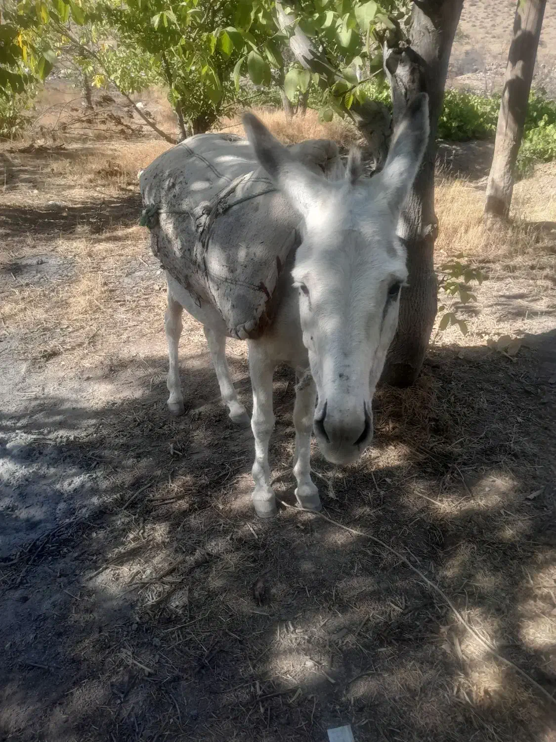 خرگوسفندی|حیوانات مزرعه|بجنورد, |دیوار