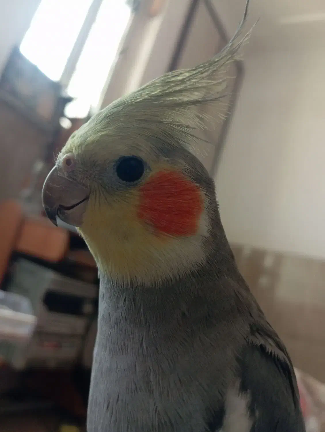 عروسی هلندی نر|پرنده|بندر گناوه, |دیوار