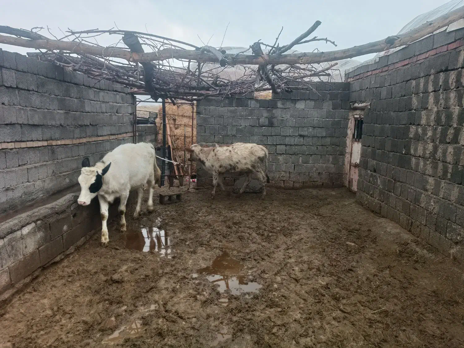 گوساله گوشتی ماده|حیوانات مزرعه|سقز, |دیوار