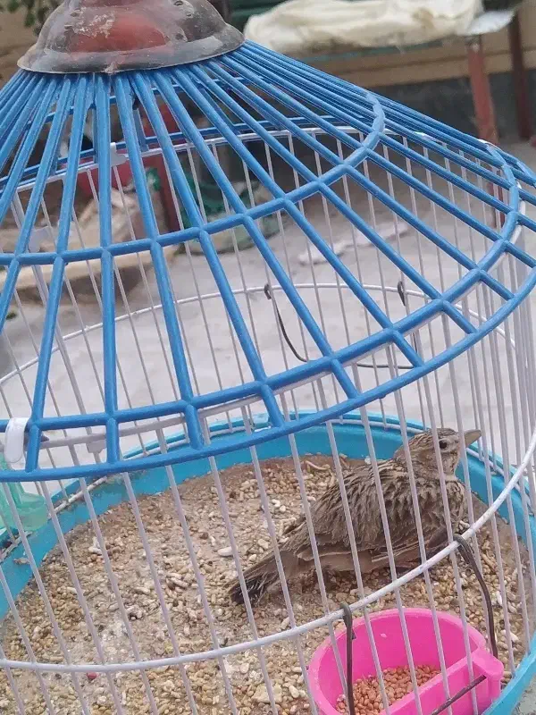 سره خاکی|پرنده|قم, کلهری|دیوار