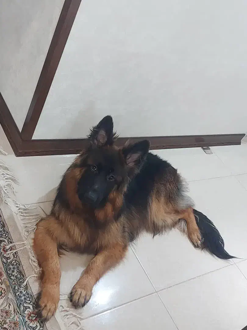 ژرمن ماده شجره دار بلک فیس|سگ|یزد, |دیوار