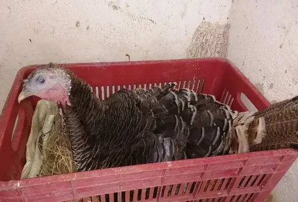 بوقلمون ماده کرچ و بوقلمون نر|حیوانات مزرعه|قم, آزادگان|دیوار