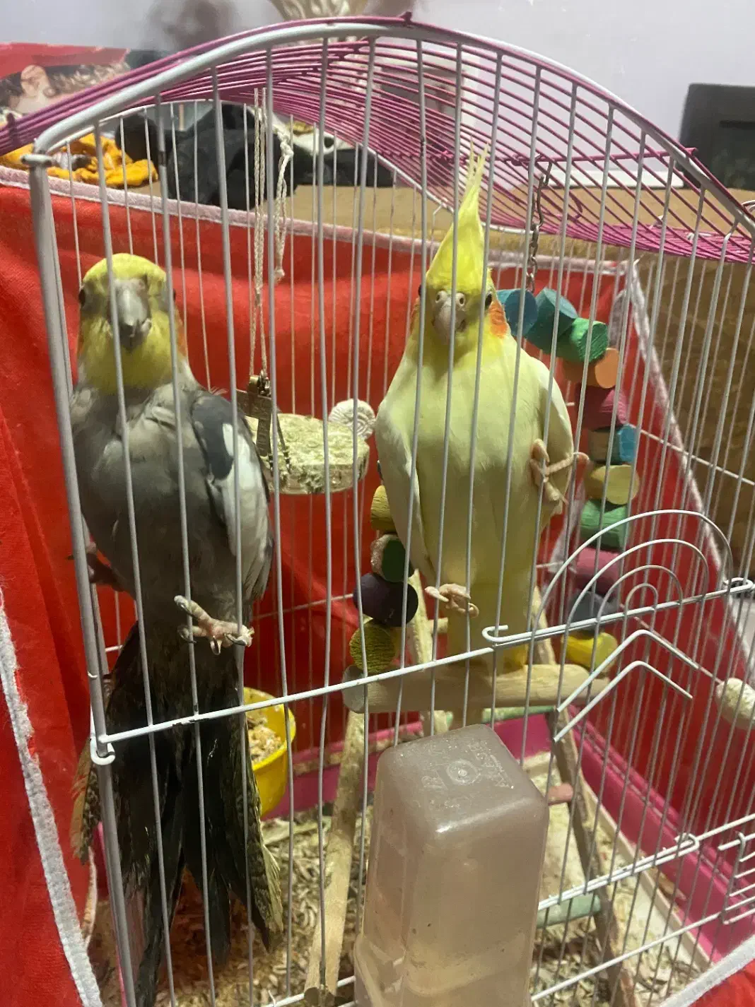 عروس هلندی نر و ماده|پرنده|رضوانشهر, |دیوار