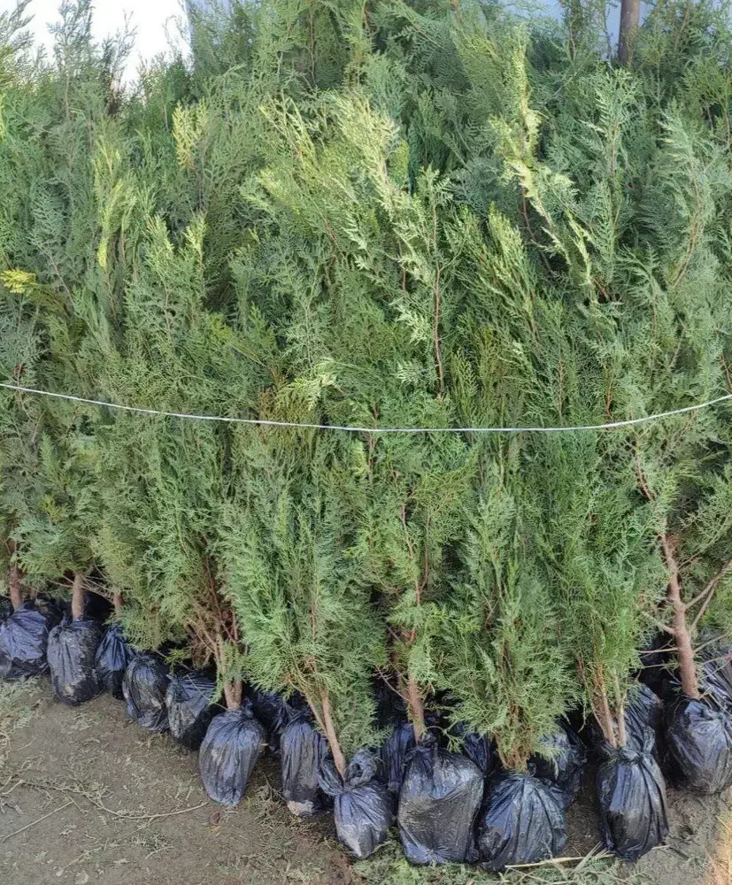 فروش ویژه انواع نهال میوه|خدمات باغبانی و درختکاری|ساری, |دیوار