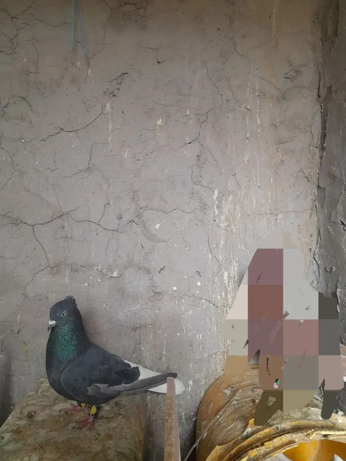 زاغ دمسفید|پرنده|آباده, |دیوار