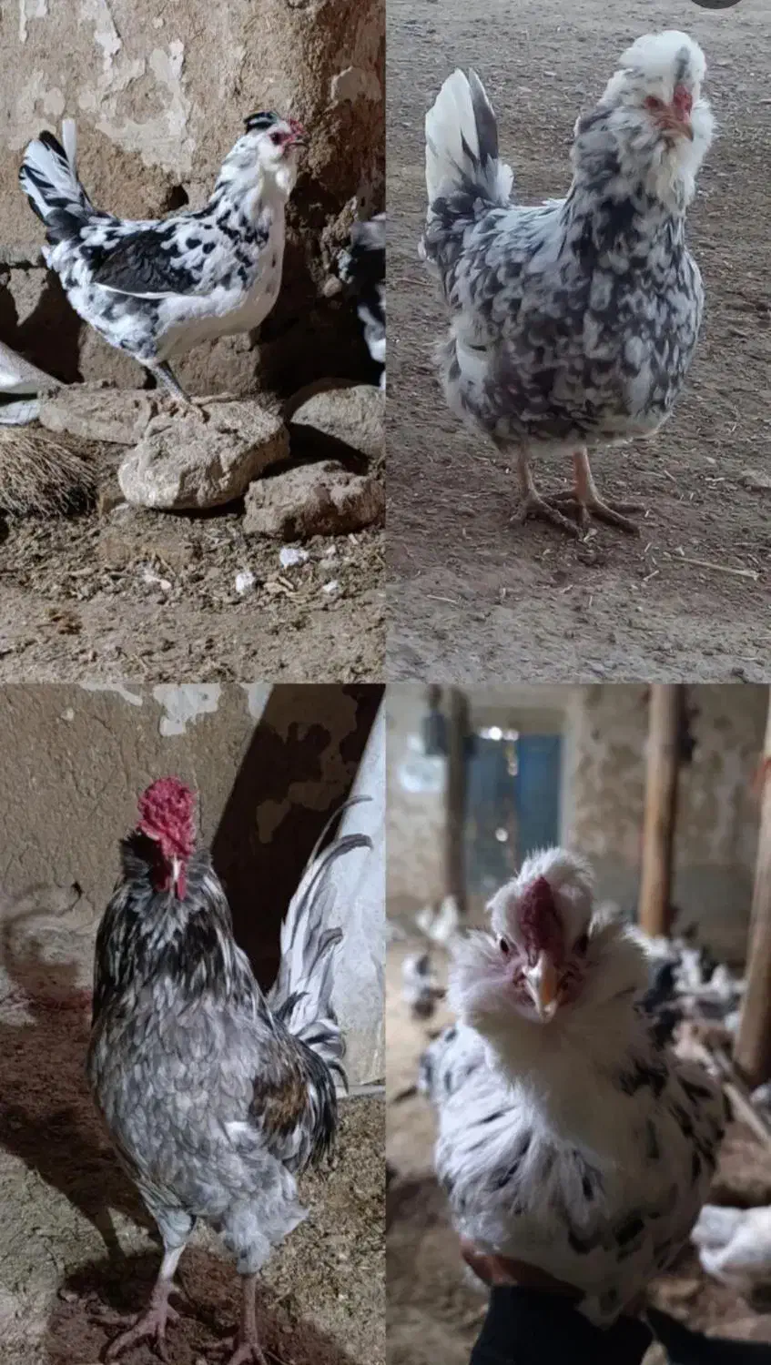 تخم مرغ گلین|حیوانات مزرعه|زنجان, |دیوار