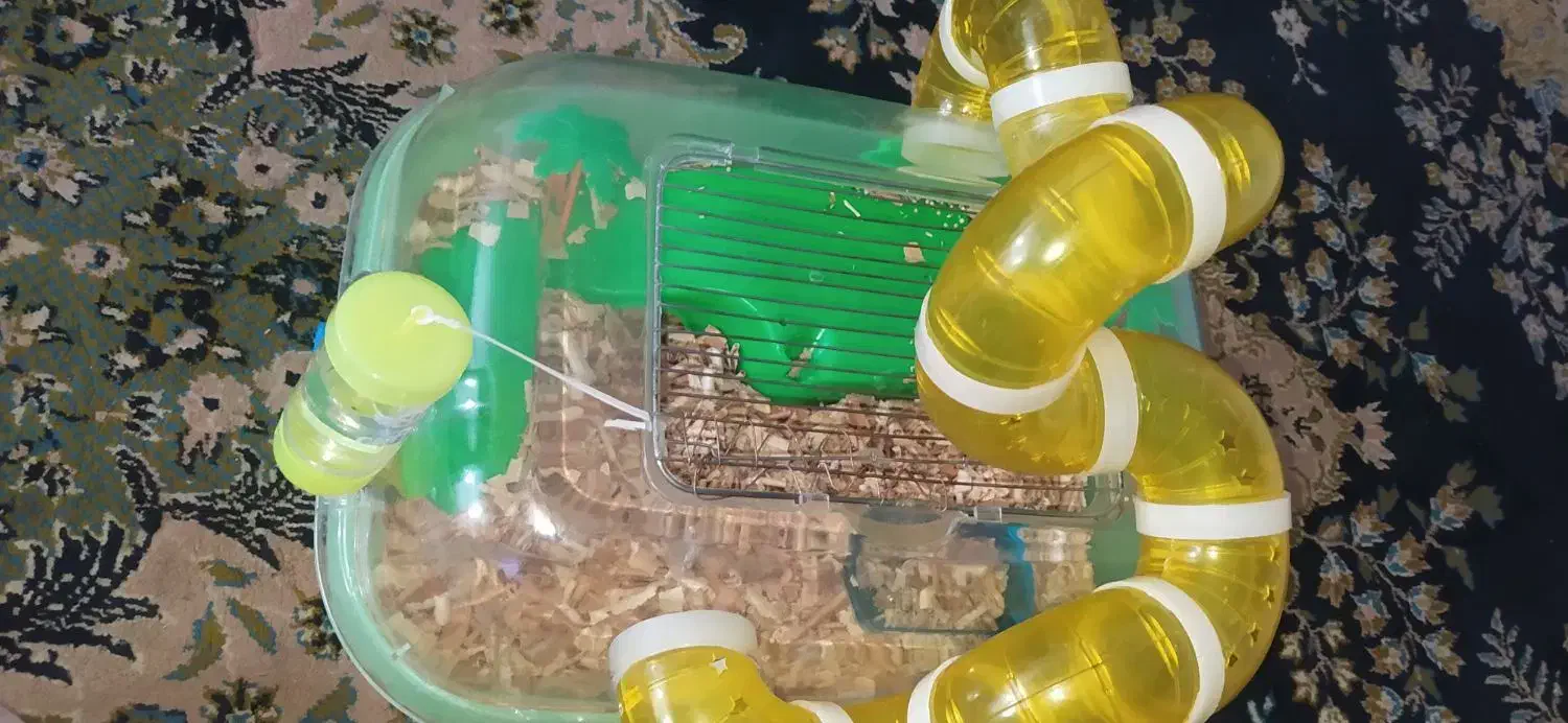 همستر نر|موش و خرگوش|گرگان, |دیوار