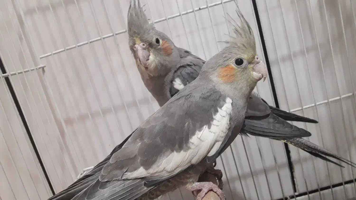 عروس هلندی|پرنده|پیر بکران, |دیوار