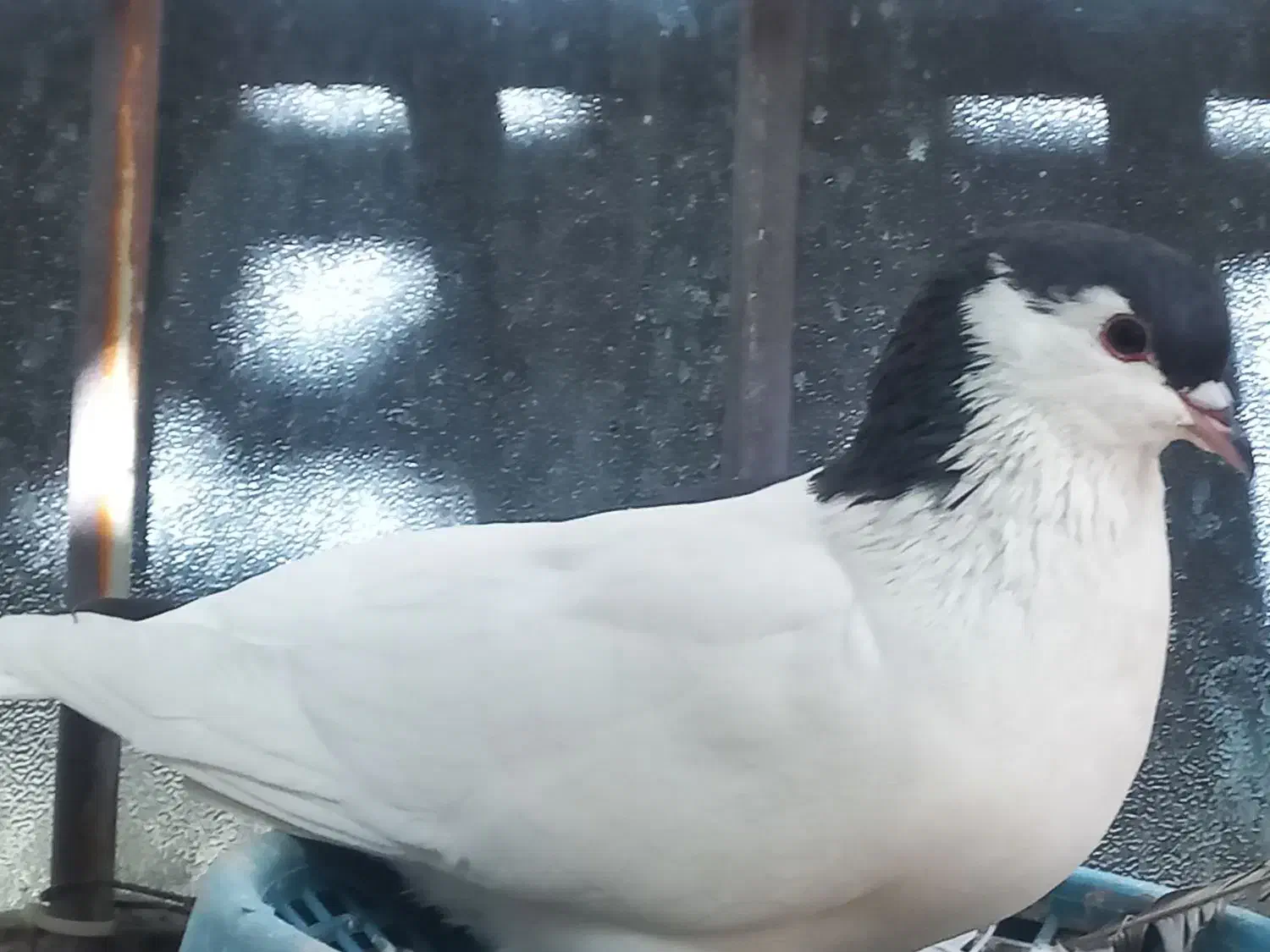 چندعددکبوتربرافروش دارم|پرنده|اندیمشک, |دیوار