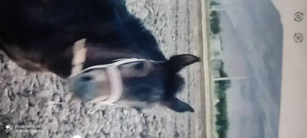 باسلام کره نر هفت ماهه|اسب و تجهیزات اسب‌سواری|جونقان, |دیوار